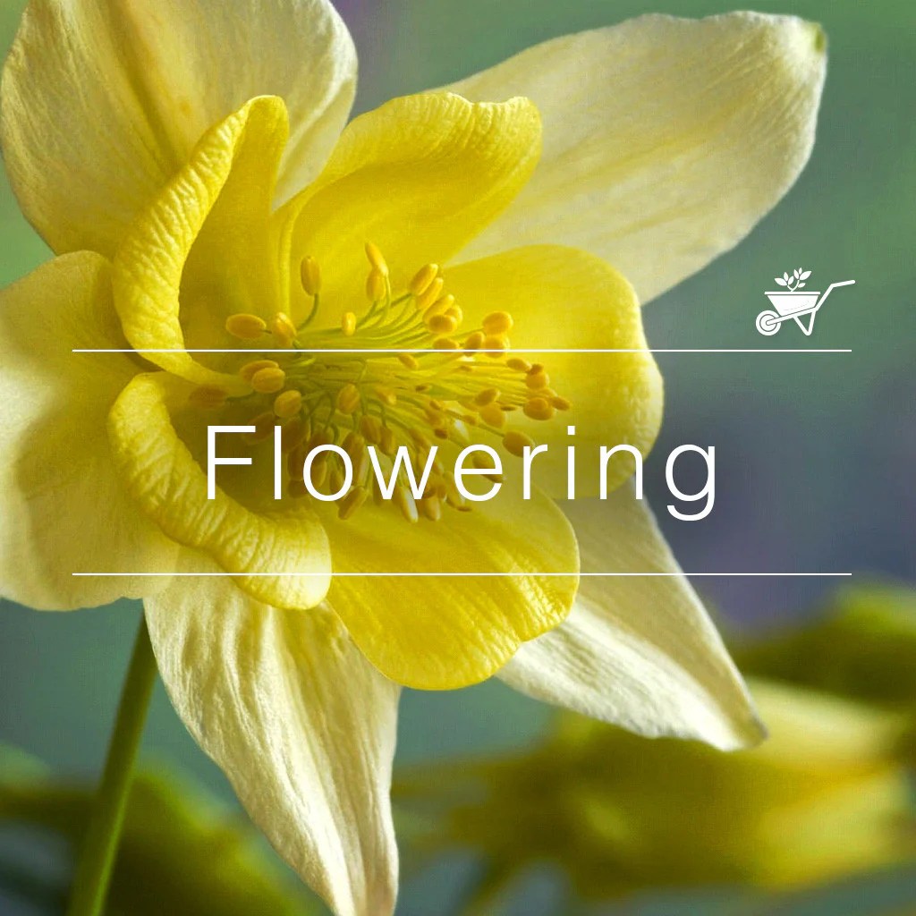 Buy Flowering Plants Online At Best Prices in India myBageecha