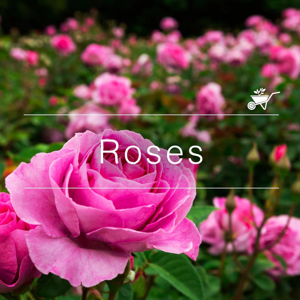 Buy Rose Plants Online At Best Prices