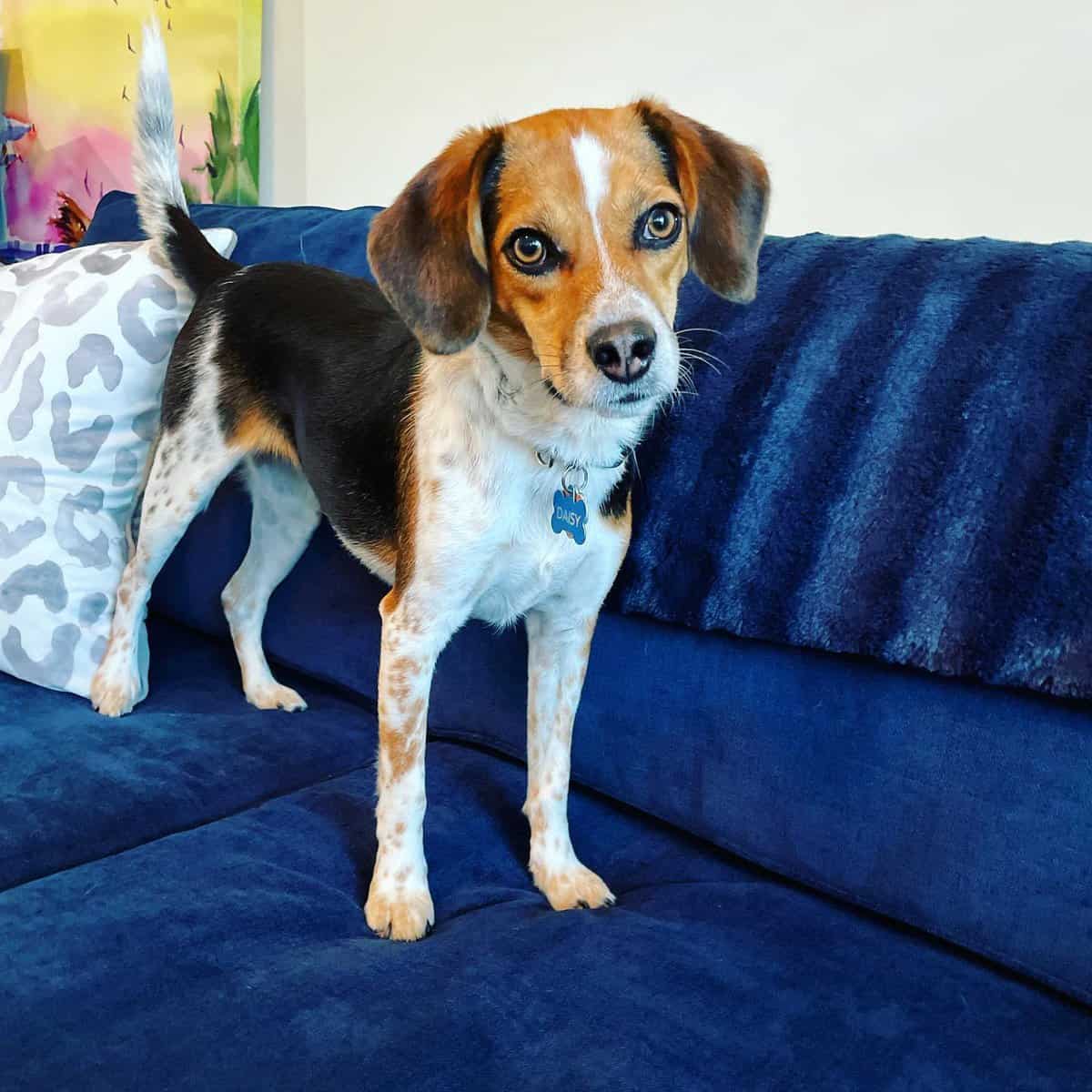 Beagle Mix The Best of Both Worlds!