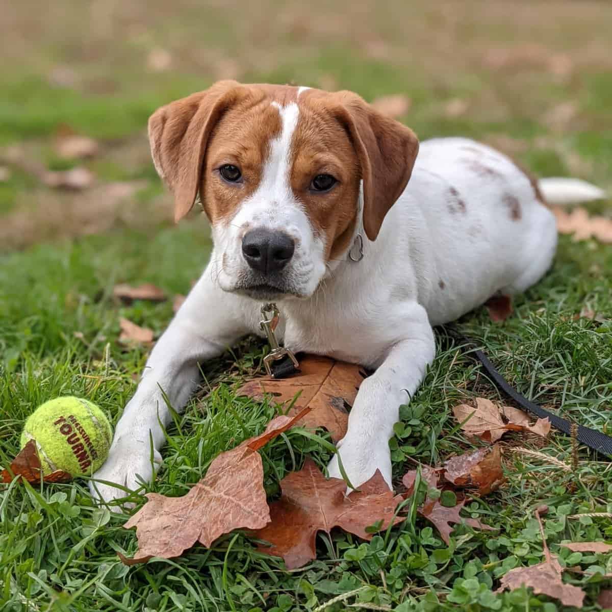 Lab Beagle Pitbull Mix