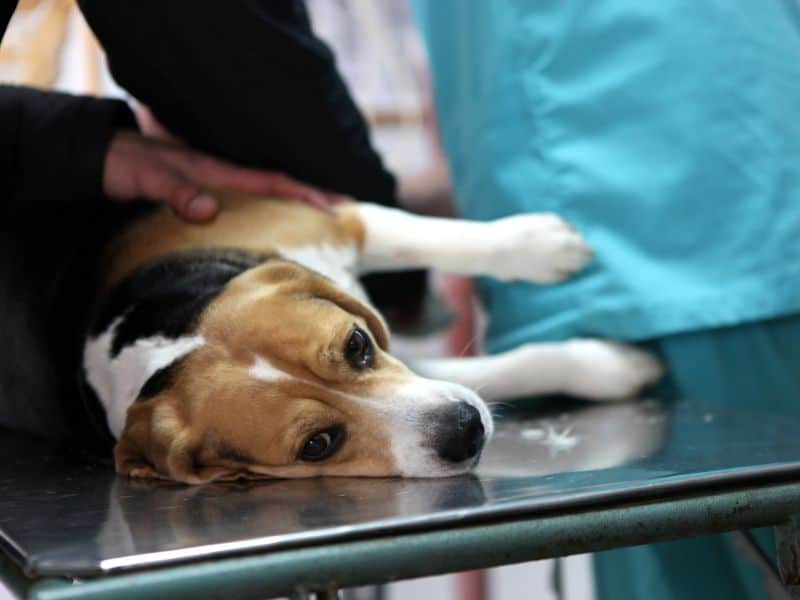 What To Do If A Dog Eats A Tampon
