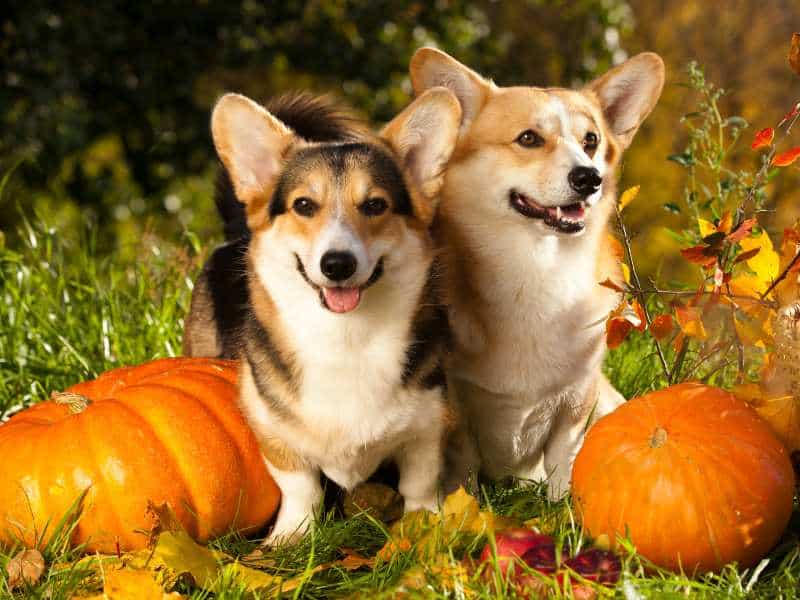 Tri Color The Adorable and Unique Canine Companion