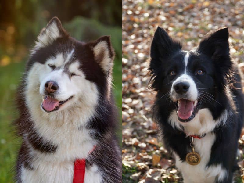 Border Collie Husky Mix Awesome or Too Much to Handle?