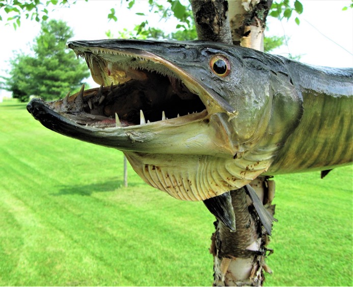 You Do Not Need 10,000 Casts To Catch A Musky My Beautiful Adventures