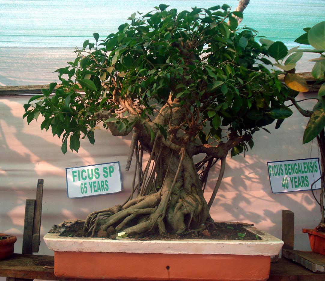 Facts About Bonsai Trees My Beautiful Adventures