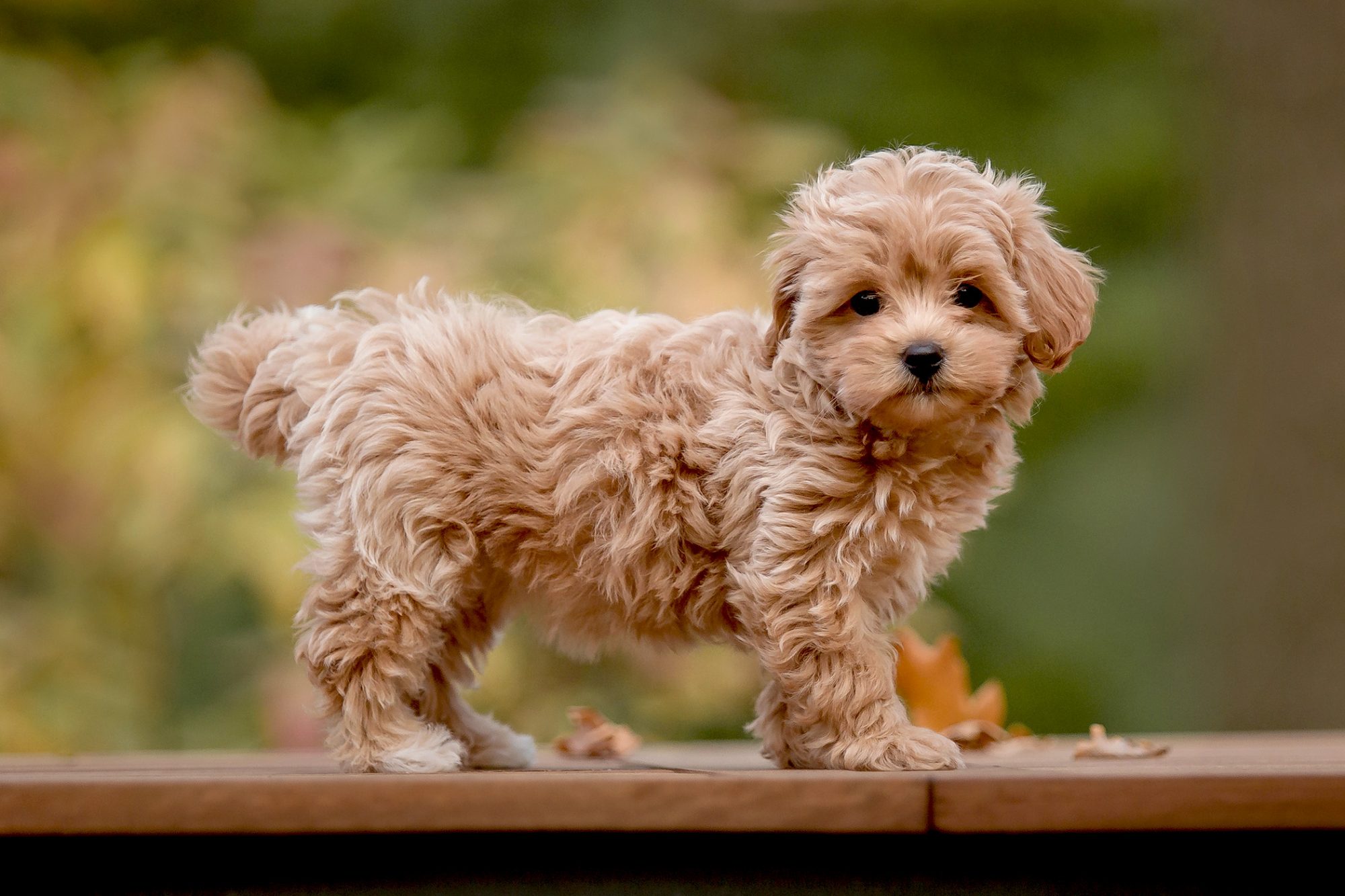 Why Maltipoos Are The Top Hypoallergenic Dogs For People