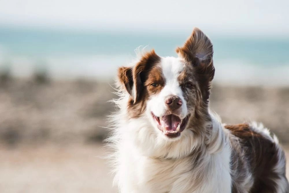 Top 14 Can Dogs Still Ejaculate When Neutered Lastest Updates 09/2022