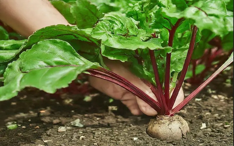 8 steps Beetroot Cultivation A StepbyStep Beginners Guide