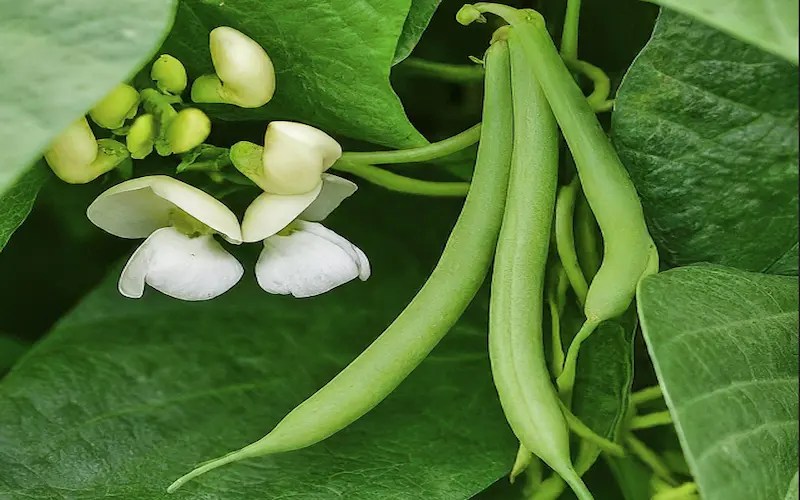 Green Beans Growing Stages A Comprehensive Growing Guide