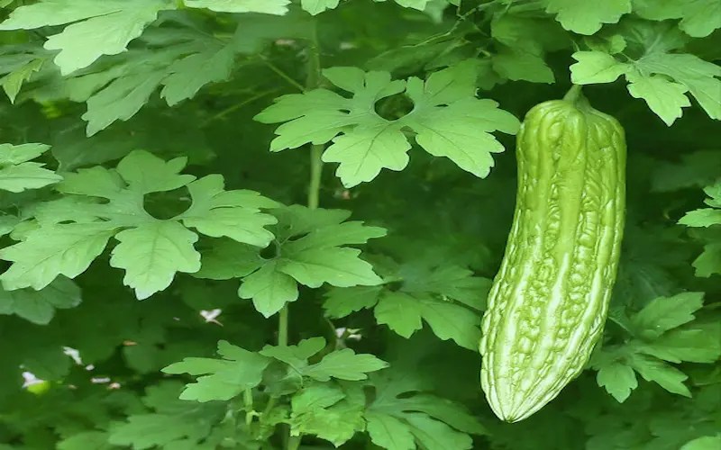 The Ultimate Guide on How to Grow Bitter Melon From Seed