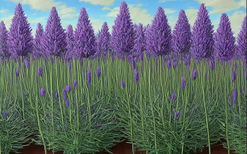 Understanding Lavender Growth Stages for Healthy Plants