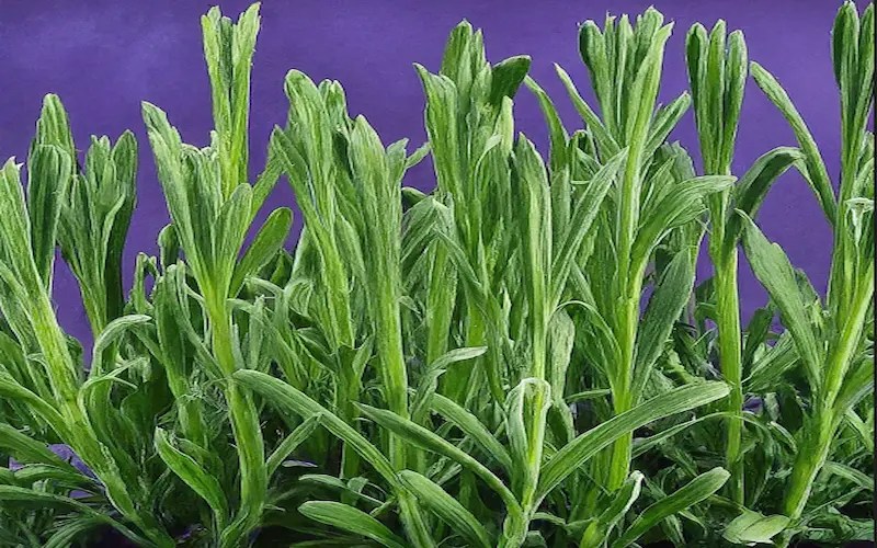4 Different Stages of Lavender Growth For Beautiful Garden