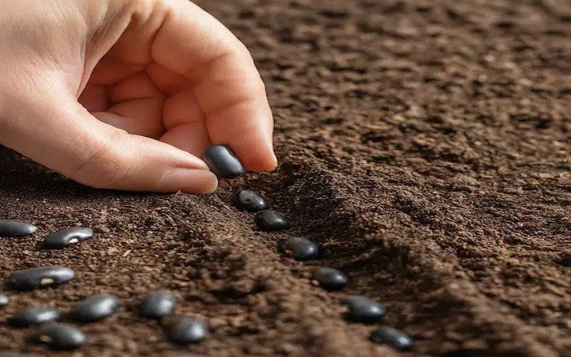 How to Grow Black Beans in 6 Steps 2025