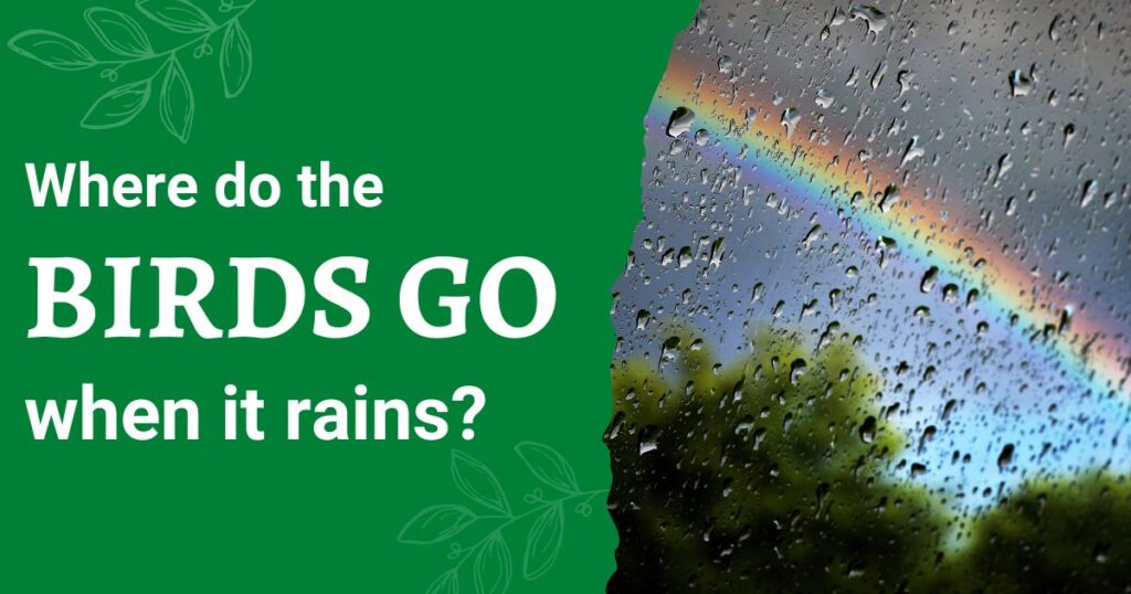 Where Do Birds Go When It Rains? My Birdwatching