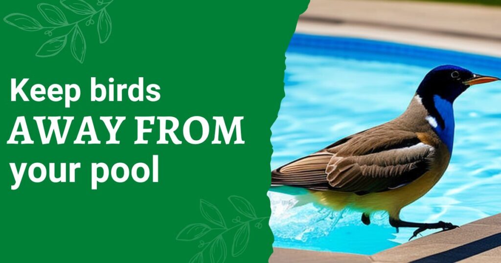 How To Keep Birds Away From Pools [Tips for Homeowners]