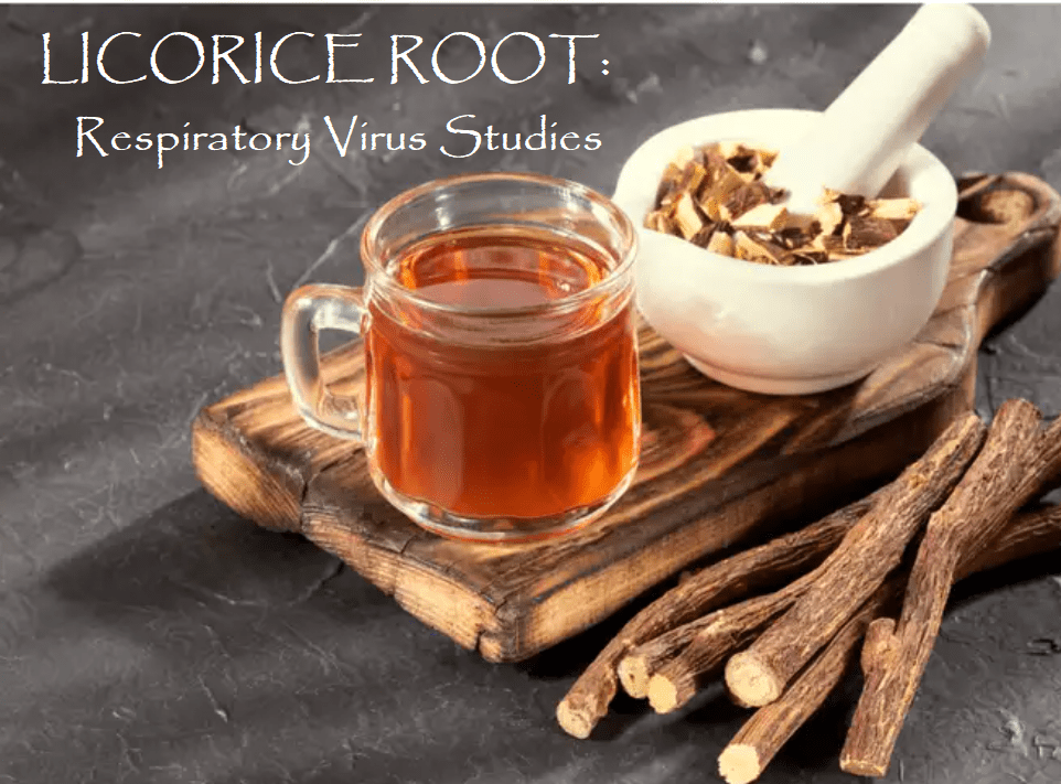 LICORICE ROOT Research in the treatment of respiratory infections
