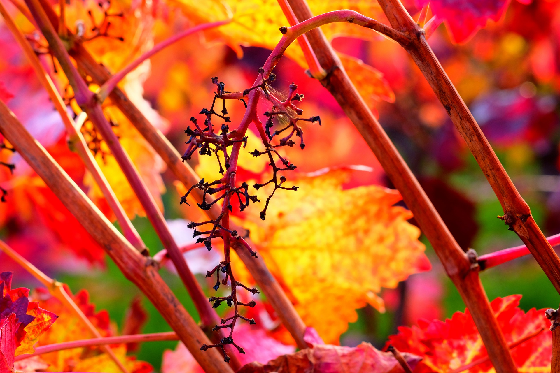 Chardonnay late harvest