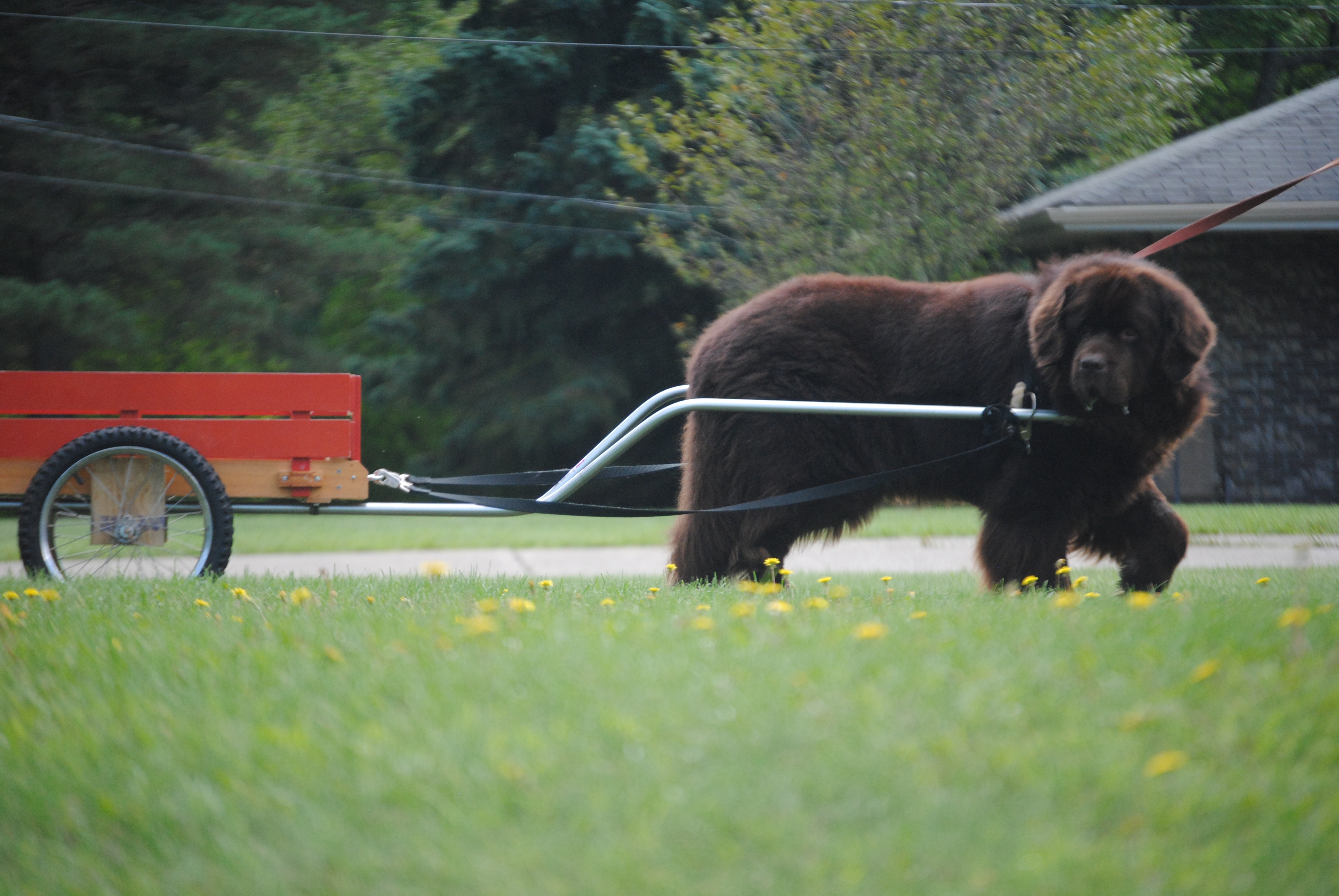 Newfoundland dog Archives Page 3 of 3