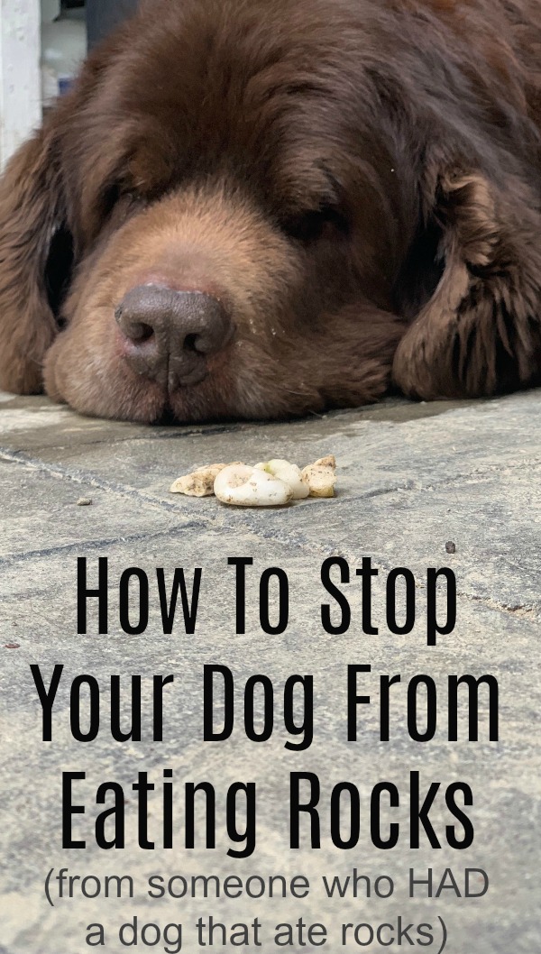 How To Try And Stop Your Dog From Eating Rocks ( From Someone That Has