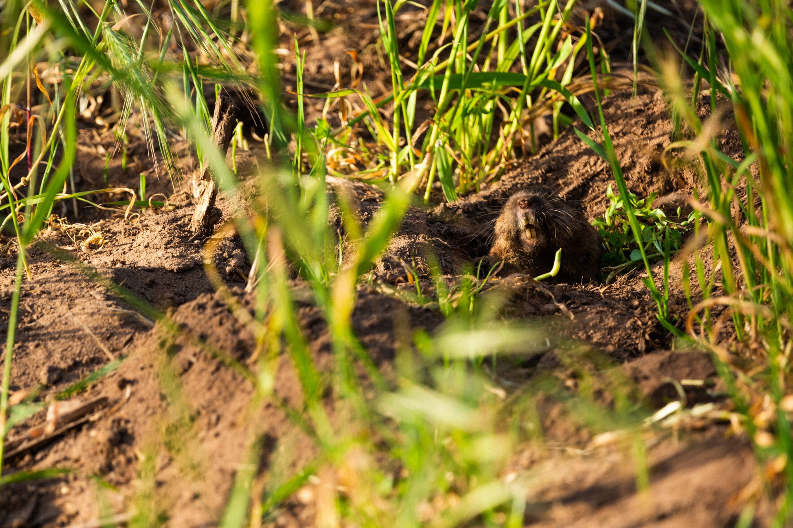 The Damage Caused by Gophers Bug Guardian Pest Prevention