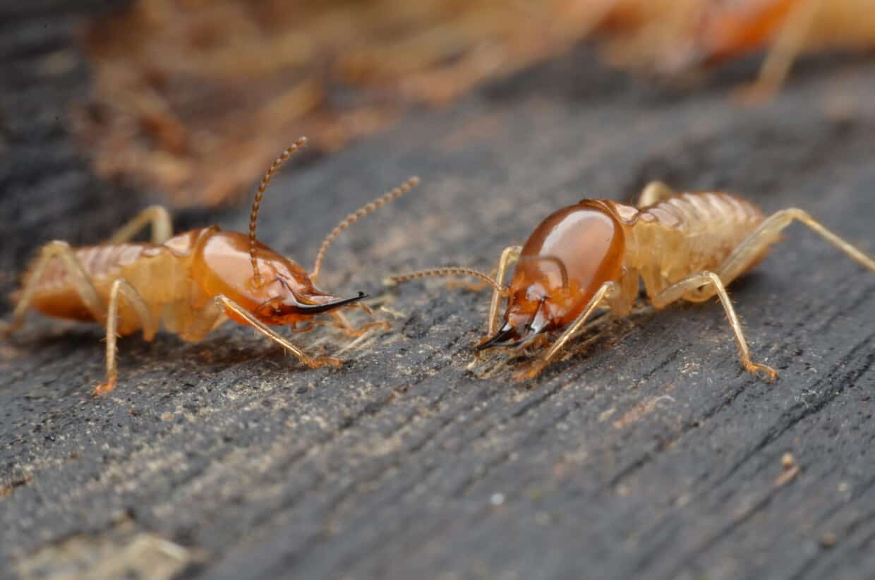 Termite Damage vs Wood Rot Bug Guardian Pest Prevention