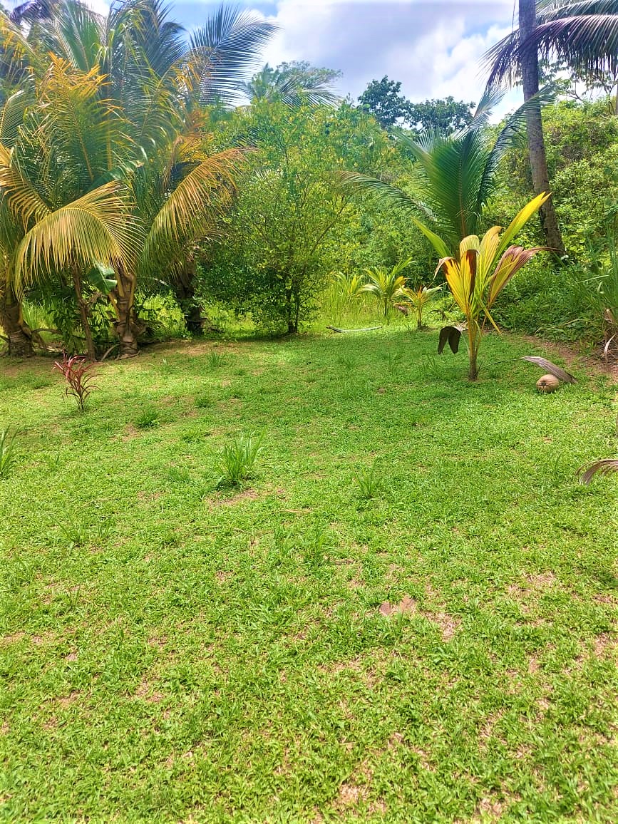 13 Acres For Sale Toco My Bunch of Keys
