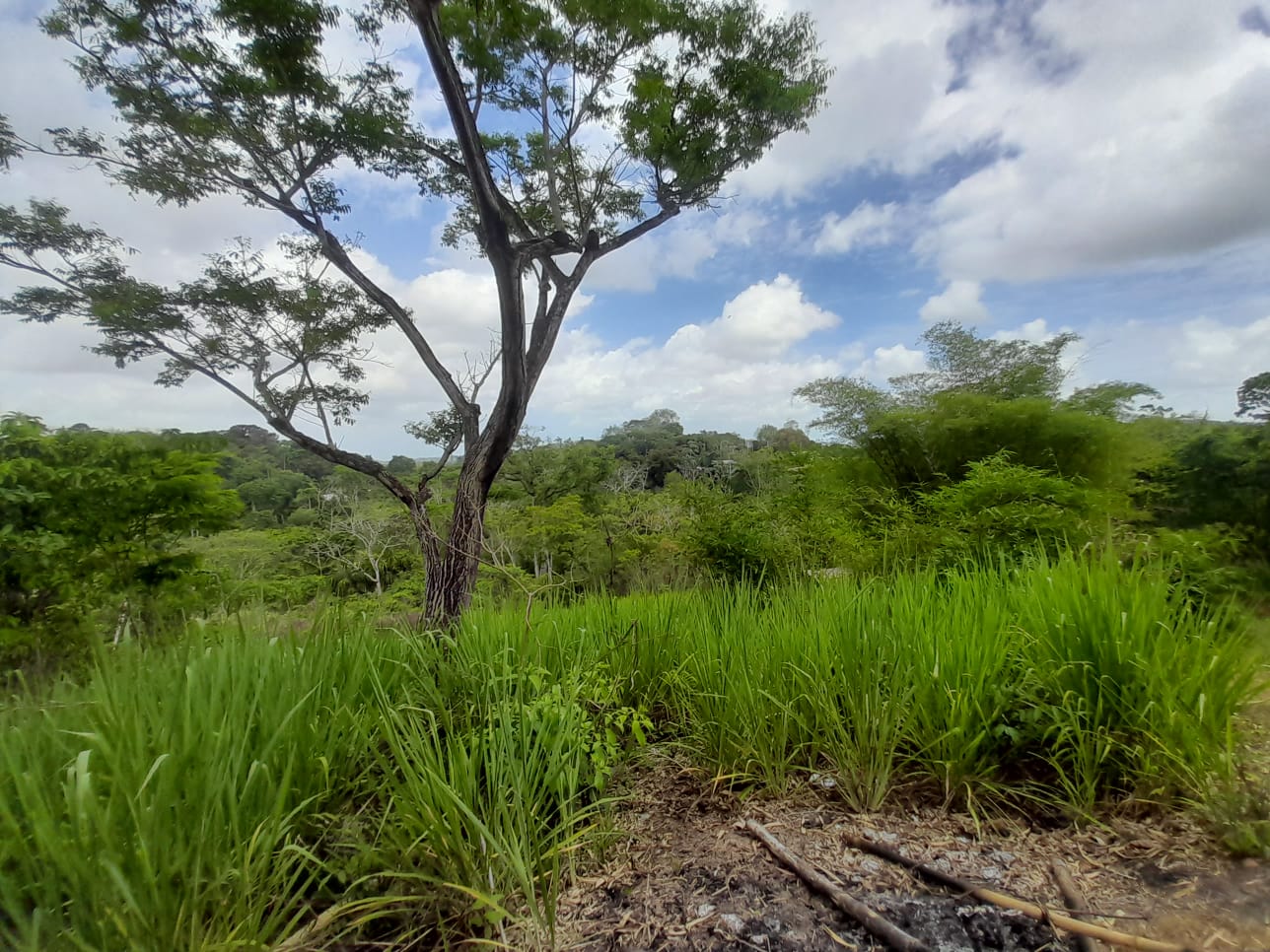 Williamsville Land For Sale My Bunch of Keys