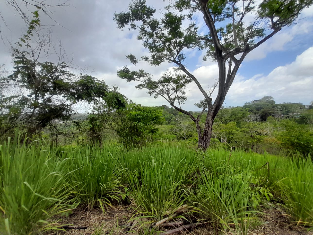 Williamsville Land For Sale My Bunch of Keys