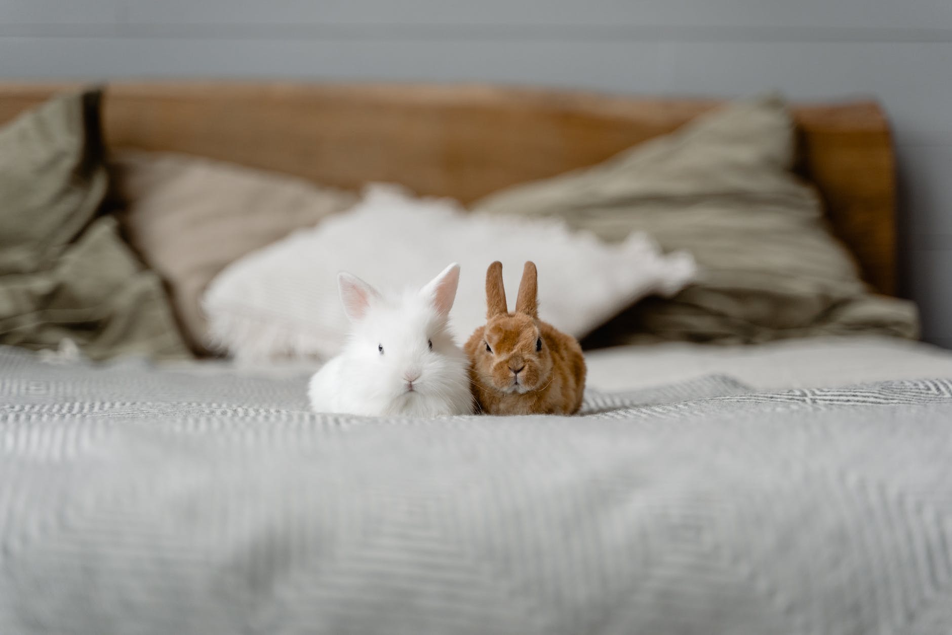 Rabbits and Rabies My Bunny Care Blog