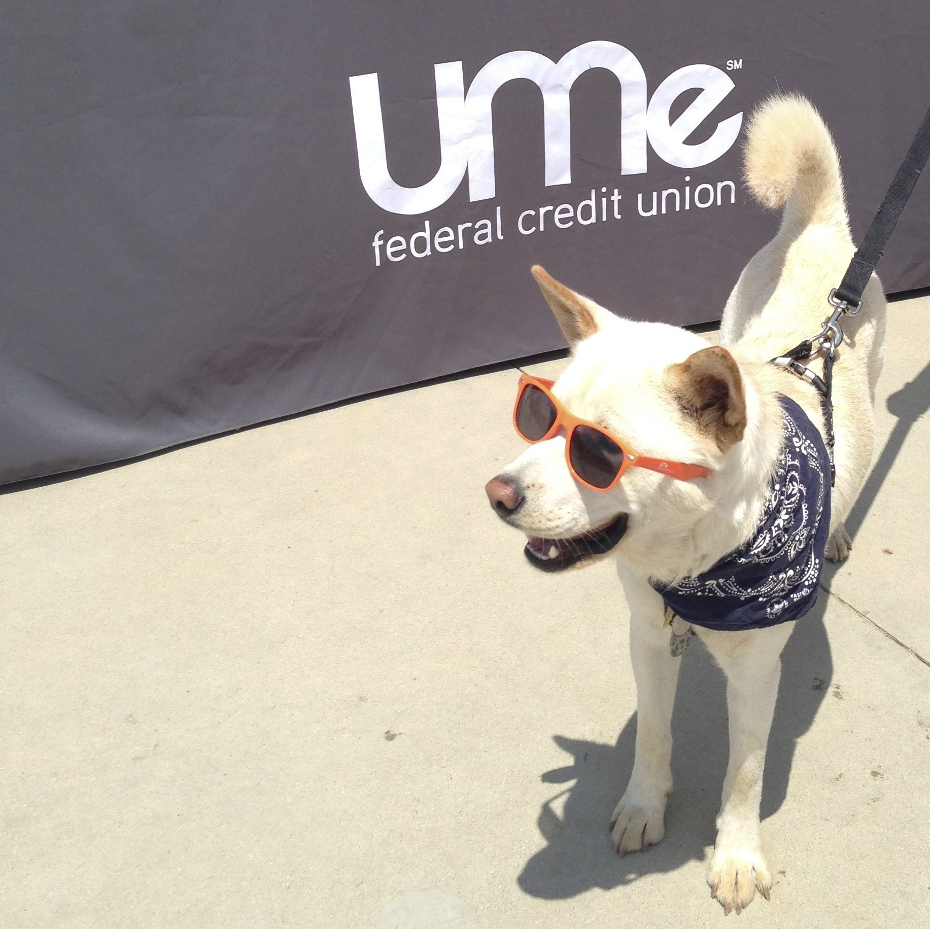 UMe Credit Union Helps Our Best Friends