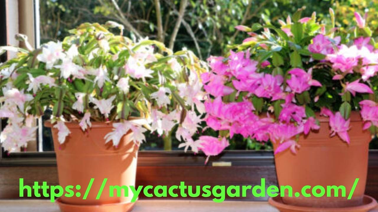 How to Repot an Easter Cactus ( A Complete Guide) Best Cactus Guide