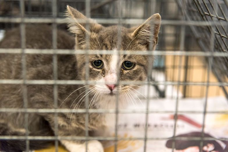 Kitten Season's Around the Corner Learn How to Trap Feral Cats My