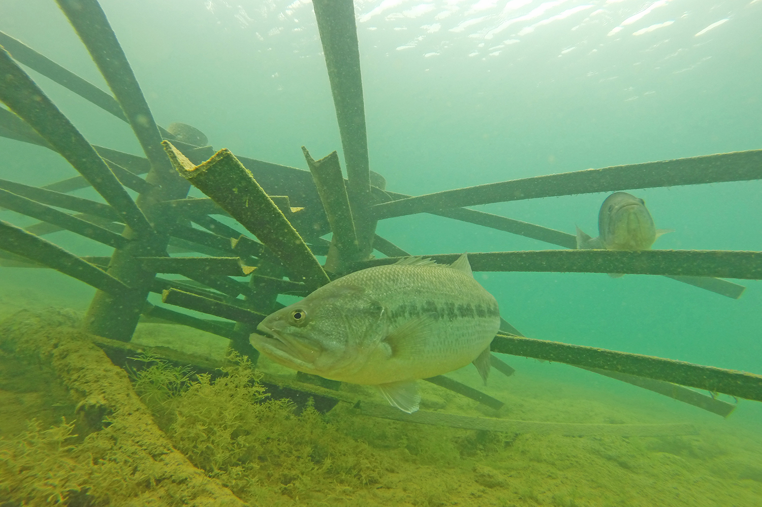 Sport Fishing in Canyon Lake? Look for New Habitat Structures Installed