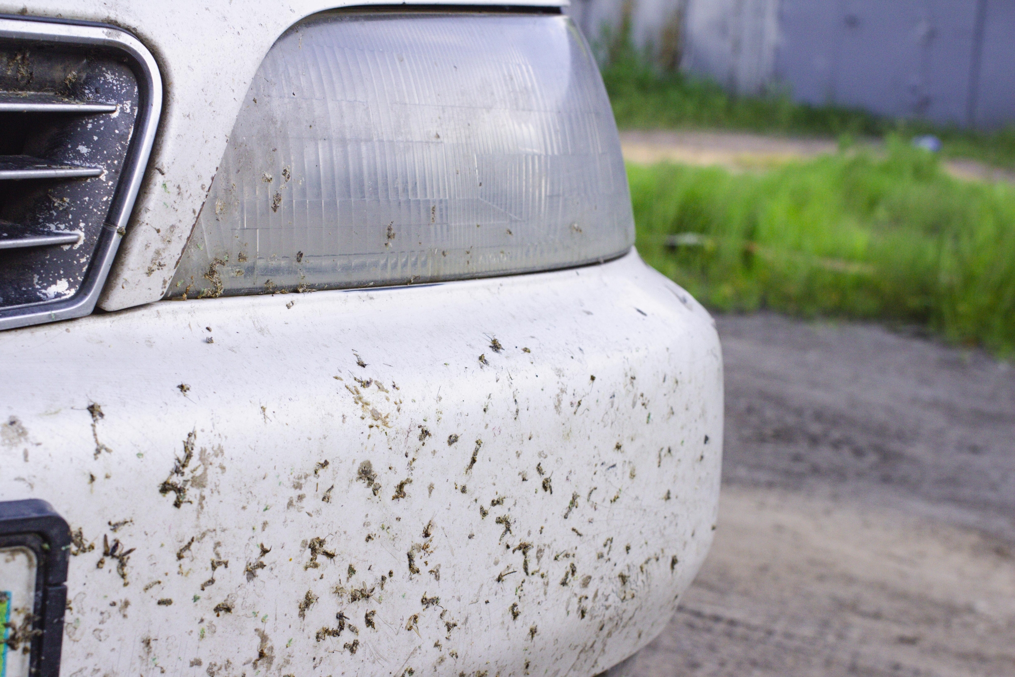 Bug Bomb for Car (Are They Effective?) My Car Makes Noise