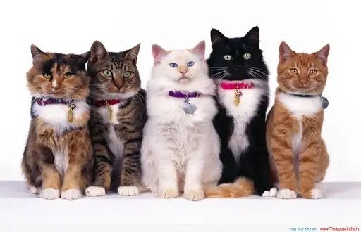 Buy Cats And Kittens For Sale Online In Bangalore, Mumbai, Delhi, Chennai