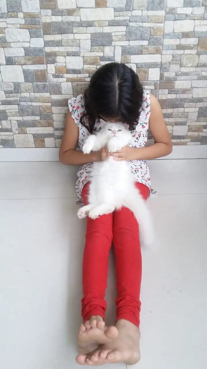 Buy Persian Cats for Sale Online in Bangalore, Pune, Mumbai, Delhi NCR