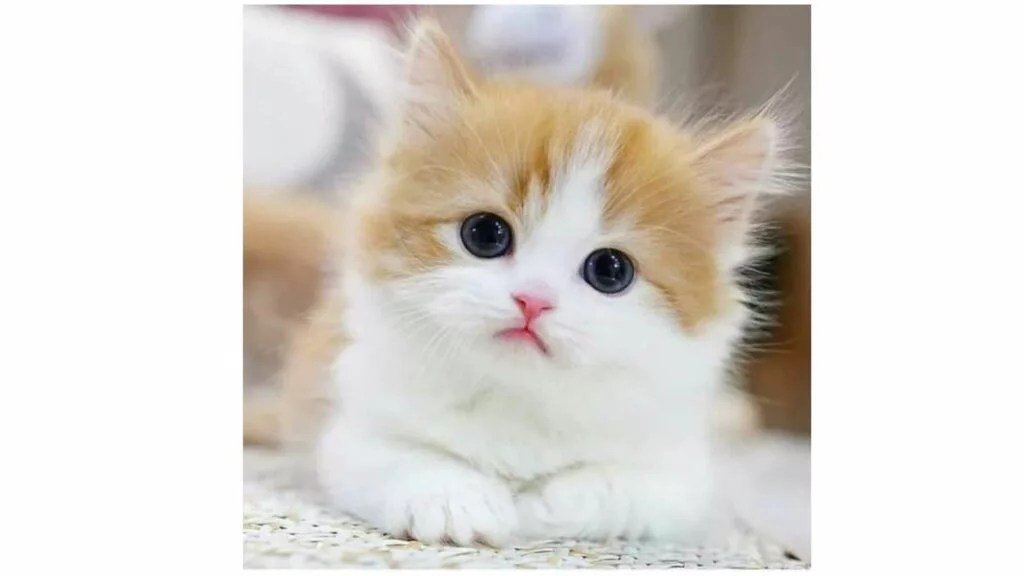 Cats For Sale Buy Healthy Kittens for Sale Online in India