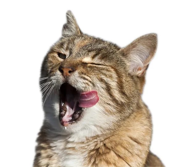 🐱 Do Cats Have LIPS? 18 LittleKnown FACTS Revealed