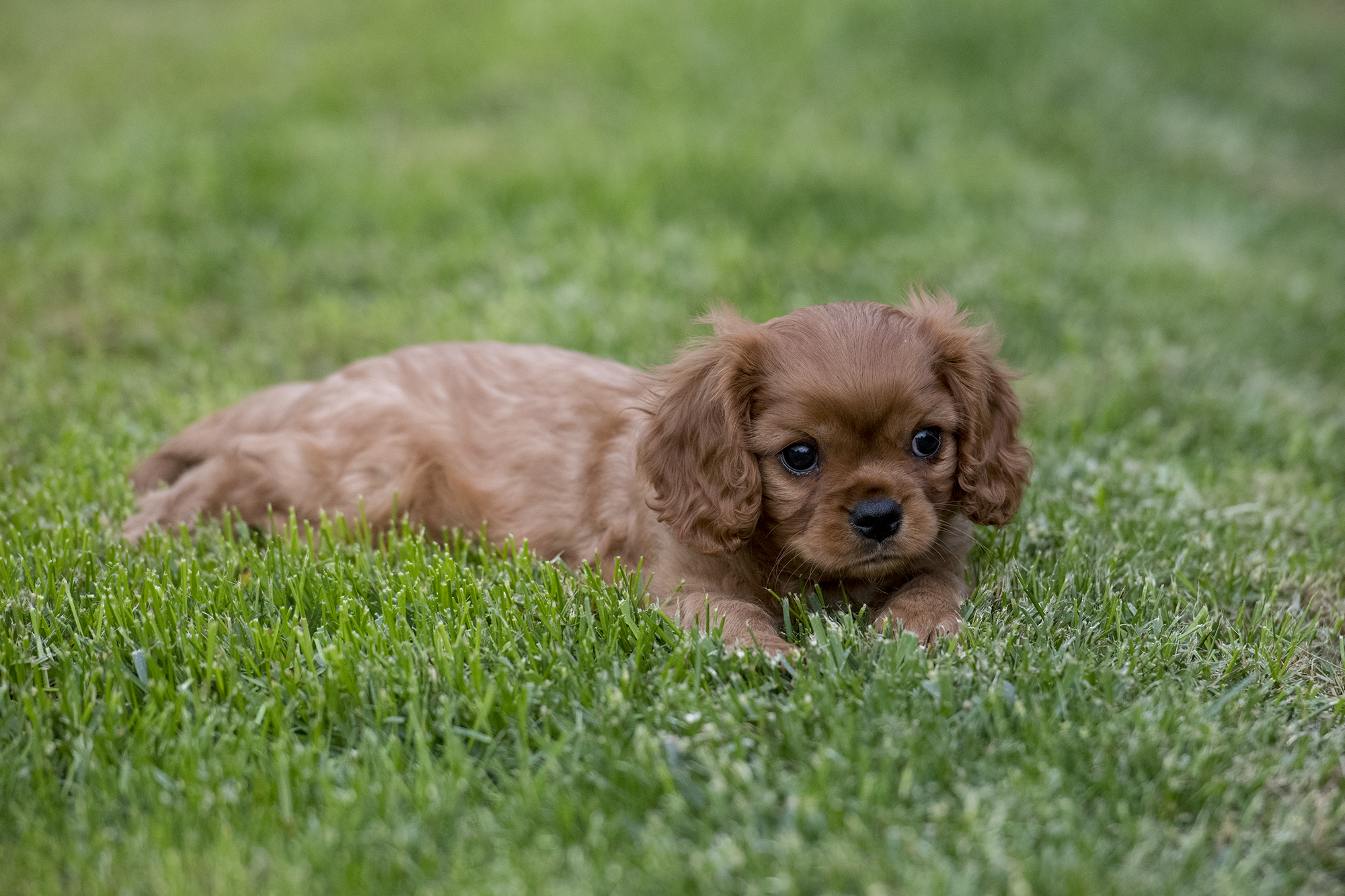 My Cavalier Puppies » About me