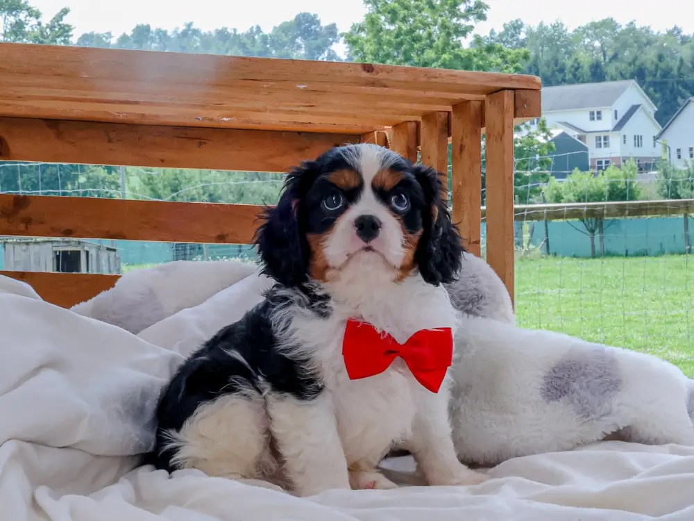 Louisville, KY Cavalier King Charles Spaniel Puppies My Cavalier Pups