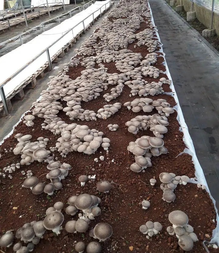 How to grow Pleurotus eryngii cardoncello? Mycelia