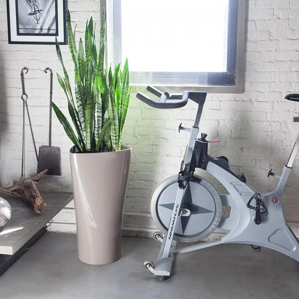 Plant Light Guide • My City Plants