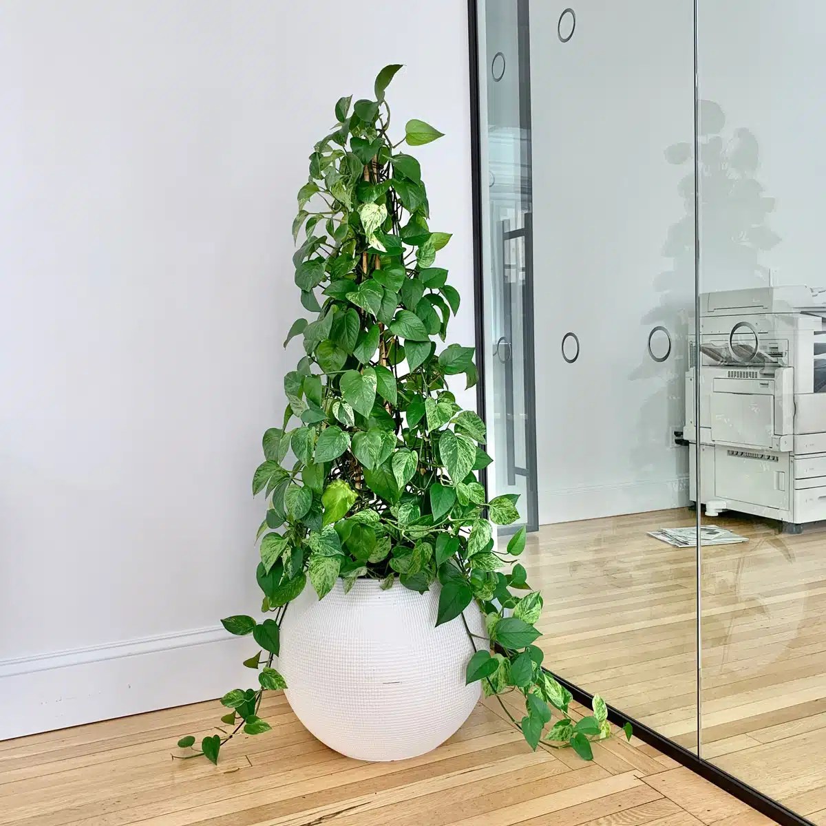 22 Best Low Light Plants For Windowless Rooms