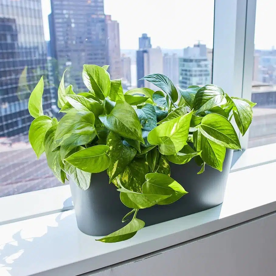 10 Best Low Light Plants For Office That Are Low Maintenance