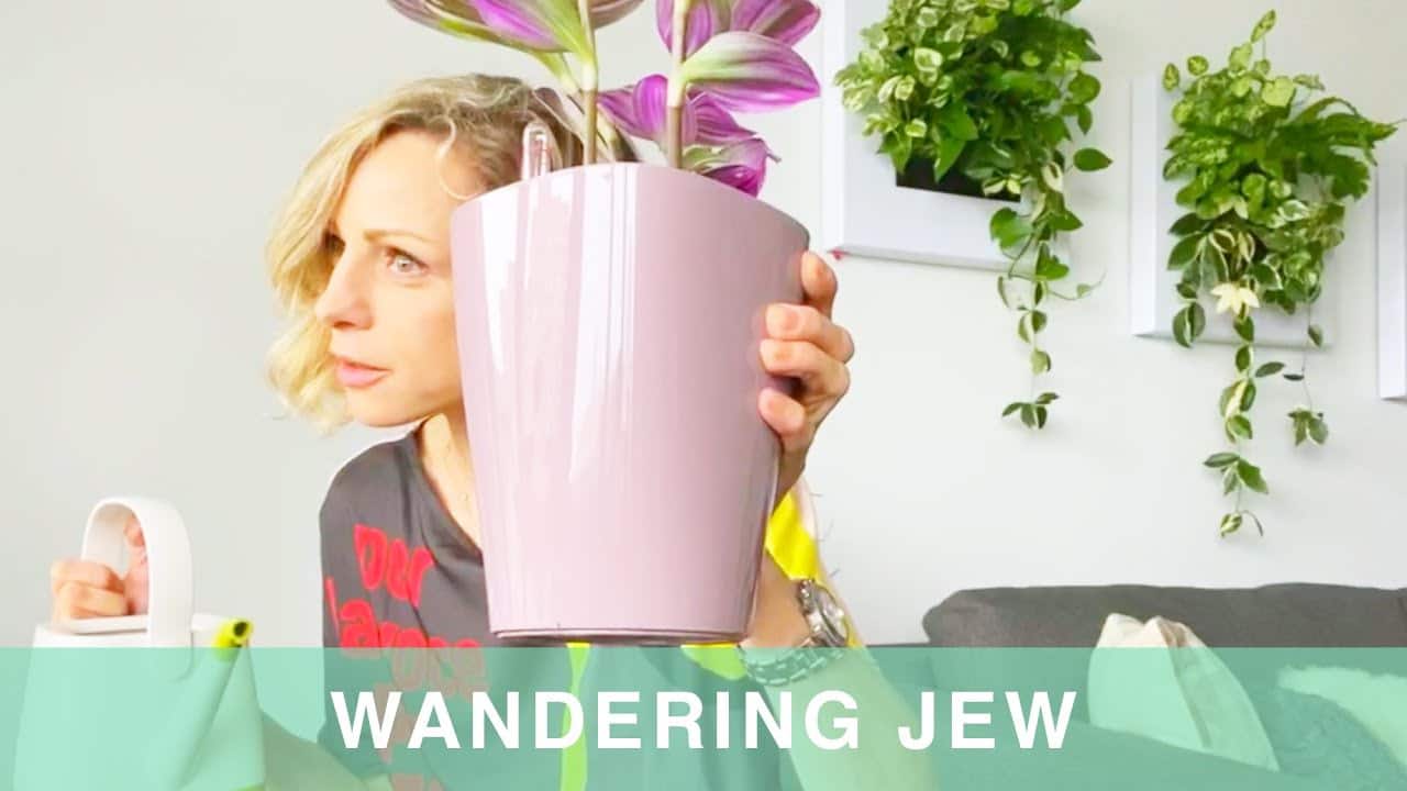 Repotting Wandering Jew Plant Into Lechuza Planter • My City Plants