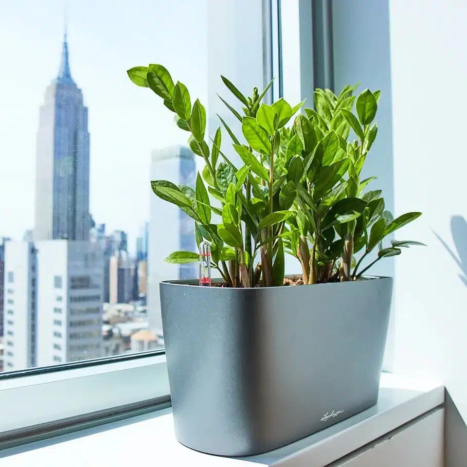 10 Best Low Light Plants For Office That Are Low Maintenance