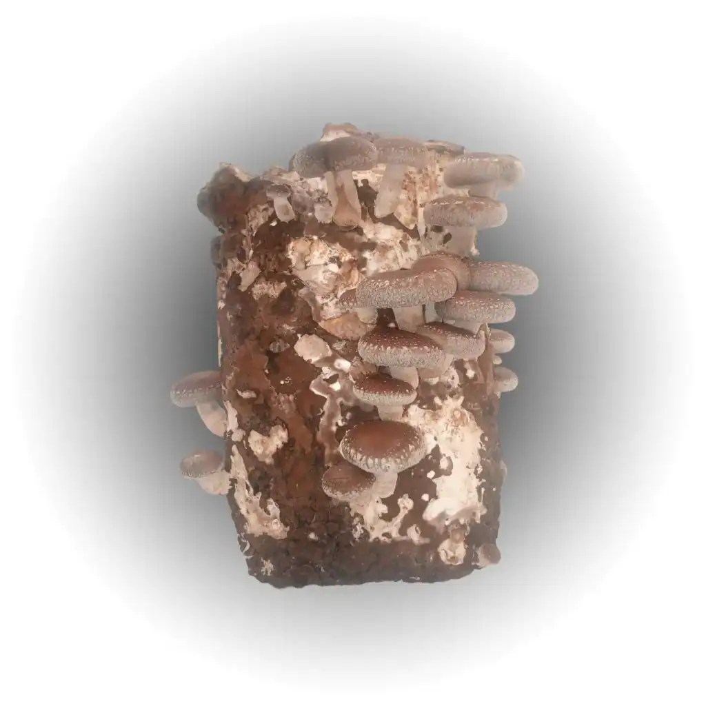 Shiitake grow block OGM!