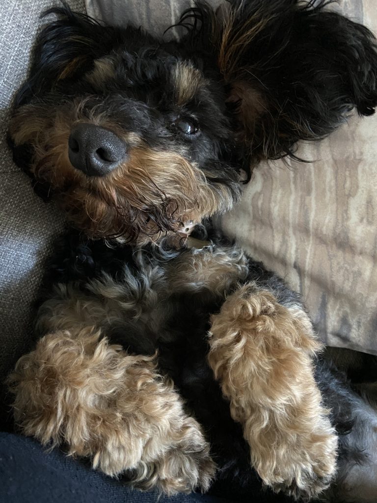 How To Get Your Puppy To Sleep At Night