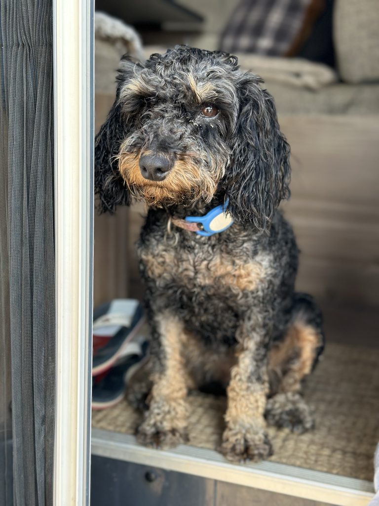 How to Prevent Your Cockapoo From Getting Jealous of Your New Pet My