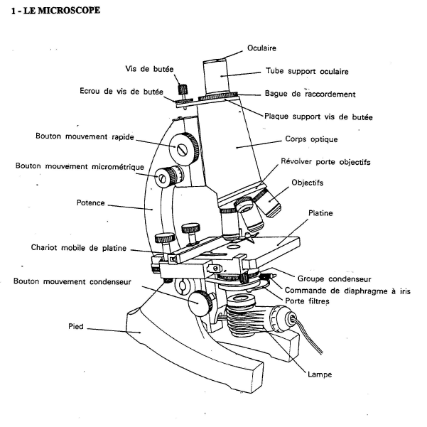 Initiation à la mycologie Microscopie